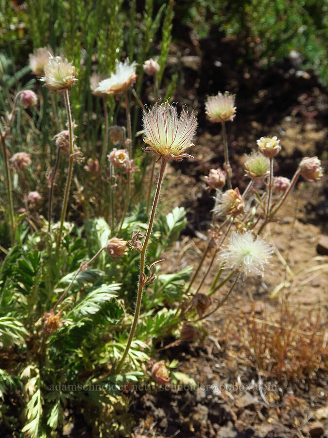 prairie smoke, going to seed (Geum triflorum) [Mount Lillian, Okanogan-Wenatchee National Forest, Chelan County, Washington]