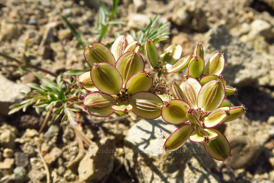 Geyer's desert parsley, gone to seed (Lomatium geyeri) [Mount Lillian, Okanogan-Wenatchee National Forest, Chelan County, Washington]