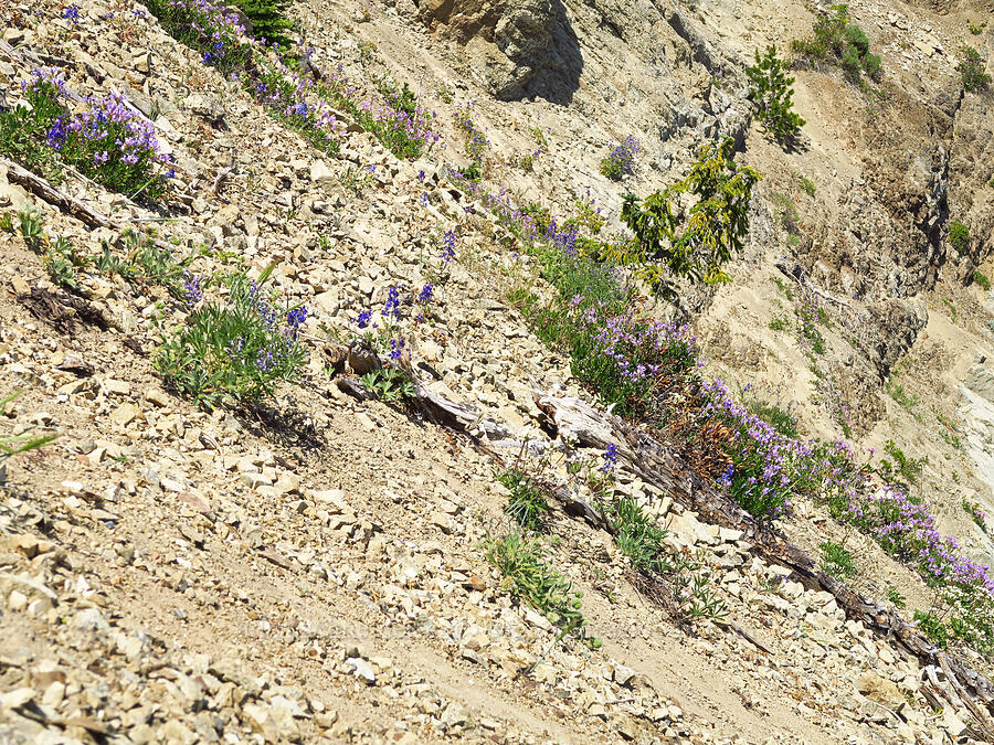 wildflowers on a steep slope [Mount Lillian, Okanogan-Wenatchee National Forest, Chelan County, Washington]