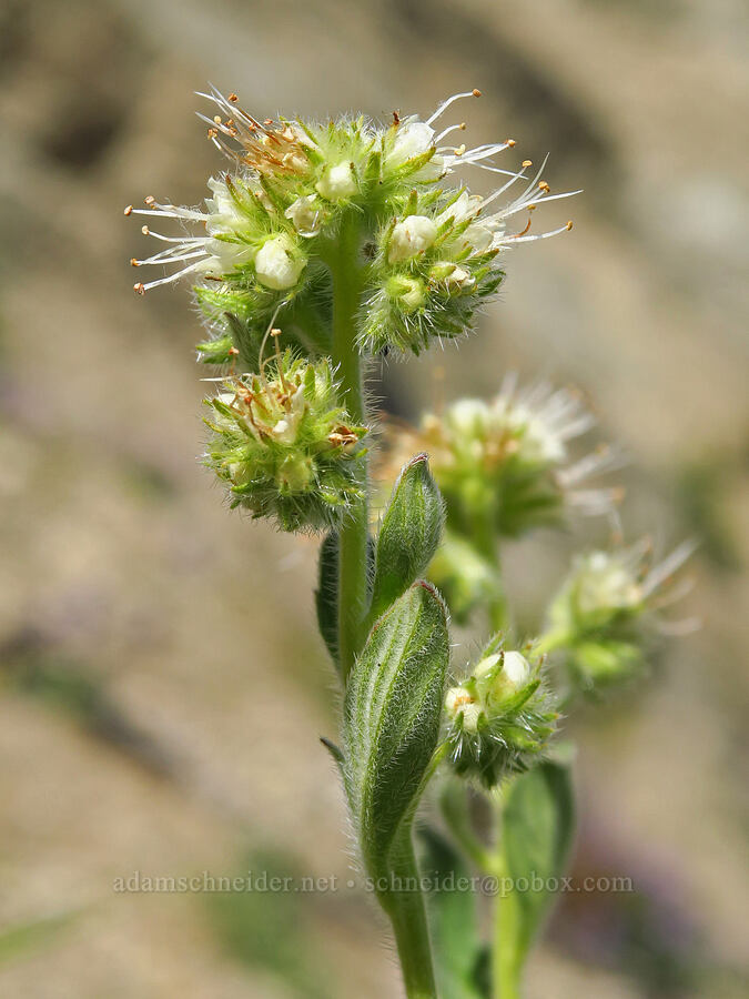 silver-leaf phacelia (Phacelia hastata) [Mount Lillian, Okanogan-Wenatchee National Forest, Chelan County, Washington]