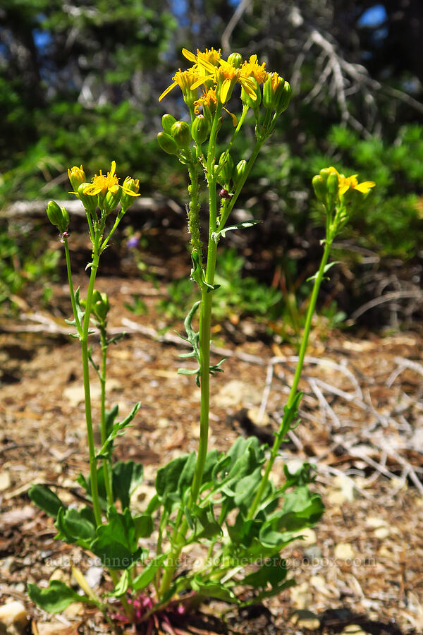 Rocky Mountain groundsel (Packera streptanthifolia (Senecio streptanthifolius)) [Mount Lillian, Okanogan-Wenatchee National Forest, Chelan County, Washington]