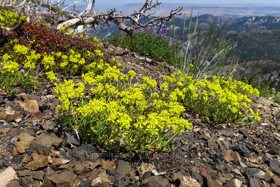 Kittitas sulphur-flower buckwheat (Eriogonum umbellatum var. hypoleium) [Mount Lillian, Okanogan-Wenatchee National Forest, Chelan County, Washington]