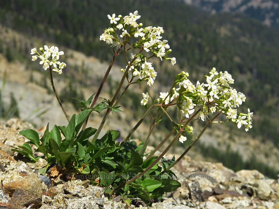 Wenatchee valerian (Valeriana columbiana) [Mount Lillian, Okanogan-Wenatchee National Forest, Chelan County, Washington]