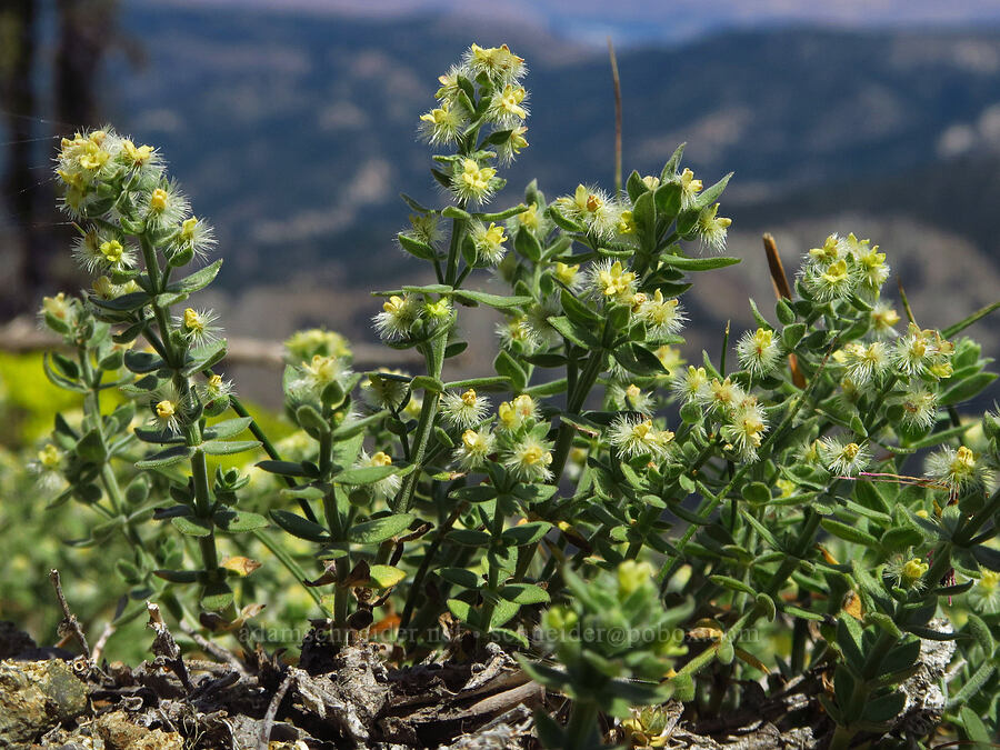 intermountain bedstraw (Galium serpenticum (Galium multiflorum)) [Mount Lillian, Okanogan-Wenatchee National Forest, Chelan County, Washington]