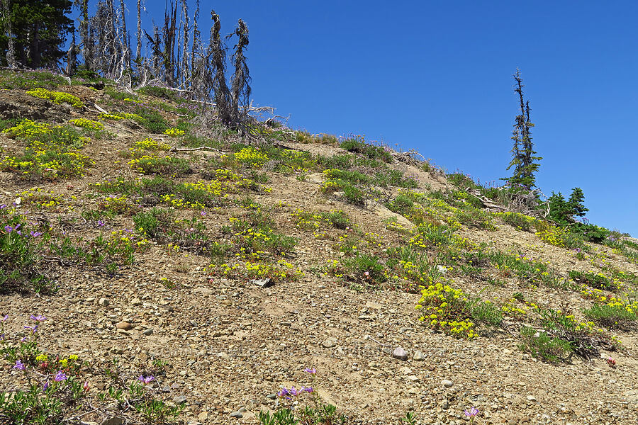 wildflowers [Mount Lillian, Okanogan-Wenatchee National Forest, Chelan County, Washington]