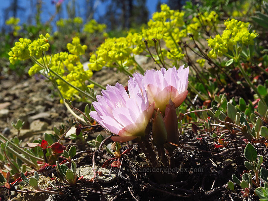 bitterroot & buckwheat (Lewisia rediviva, Eriogonum umbellatum var. hypoleium) [Mount Lillian, Okanogan-Wenatchee National Forest, Chelan County, Washington]