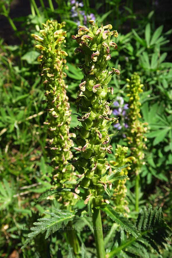 bracted lousewort, going to seed (Pedicularis bracteosa) [Mount Lillian Trail, Okanogan-Wenatchee National Forest, Kittitas County, Washington]