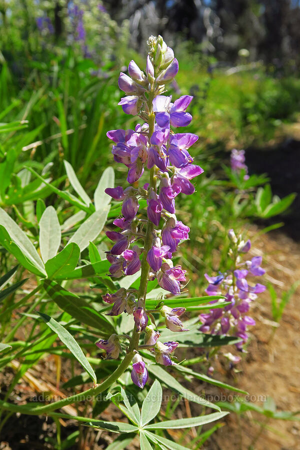 lupine (which?) (Lupinus sp.) [Mount Lillian Trail, Okanogan-Wenatchee National Forest, Kittitas County, Washington]