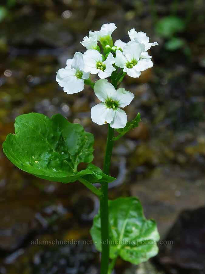 heart-leaf bitter-cress (Cardamine cordifolia) [near Upper Naneum Meadow, Okanogan-Wenatchee National Forest, Kittitas County, Washington]