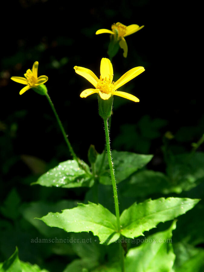 broad-leaf arnica (Arnica latifolia) [near Upper Naneum Meadow, Okanogan-Wenatchee National Forest, Kittitas County, Washington]