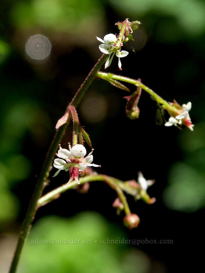 brook saxifrage (Micranthes odontoloma (Saxifraga odontoloma)) [near Upper Naneum Meadow, Okanogan-Wenatchee National Forest, Kittitas County, Washington]