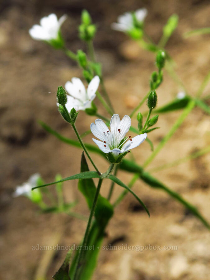 sticky starwort (Pseudostellaria jamesiana (Arenaria jamesiana)) [near Upper Naneum Meadow, Okanogan-Wenatchee National Forest, Kittitas County, Washington]