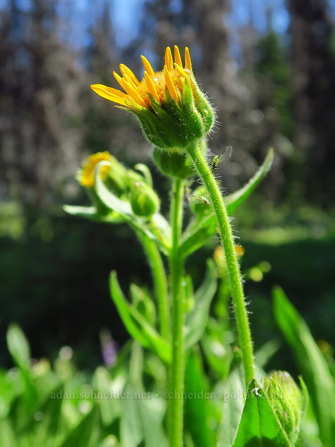 hairy arnica (Arnica mollis) [Upper Naneum Meadow, Okanogan-Wenatchee National Forest, Kittitas County, Washington]