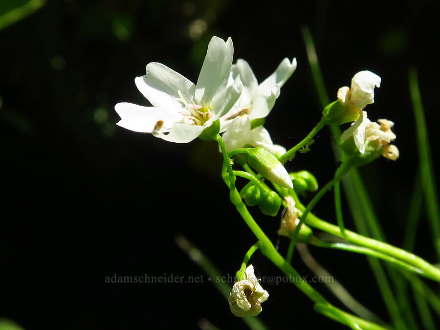 heart-leaf spring-beauty (Claytonia cordifolia (Montia cordifolia)) [Upper Naneum Meadow, Okanogan-Wenatchee National Forest, Kittitas County, Washington]