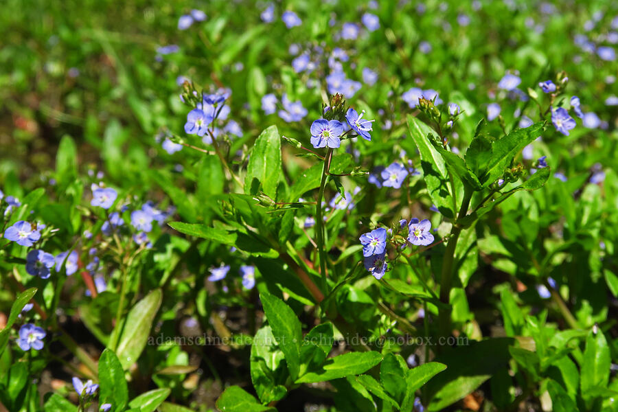 American speedwell (Veronica americana) [Upper Naneum Meadow, Okanogan-Wenatchee National Forest, Kittitas County, Washington]