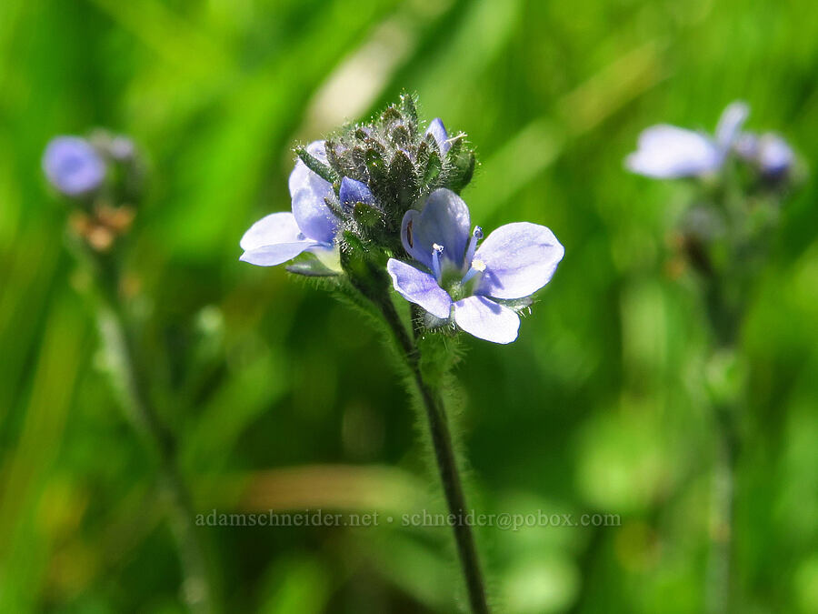 alpine speedwell (Veronica wormskjoldii) [Haney Meadow, Okanogan-Wenatchee National Forest, Kittitas County, Washington]