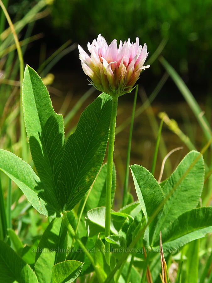 long-stalk clover (Trifolium longipes) [Haney Meadow, Okanogan-Wenatchee National Forest, Kittitas County, Washington]