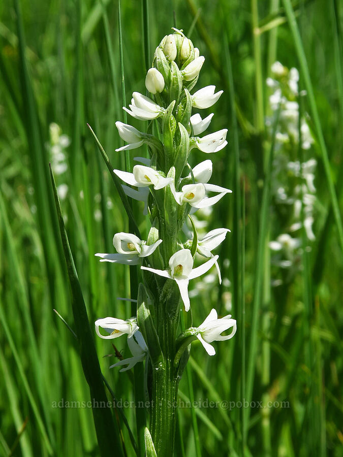 white bog orchid (Platanthera dilatata (Habenaria dilatata) (Piperia dilatata)) [Haney Meadow, Okanogan-Wenatchee National Forest, Kittitas County, Washington]