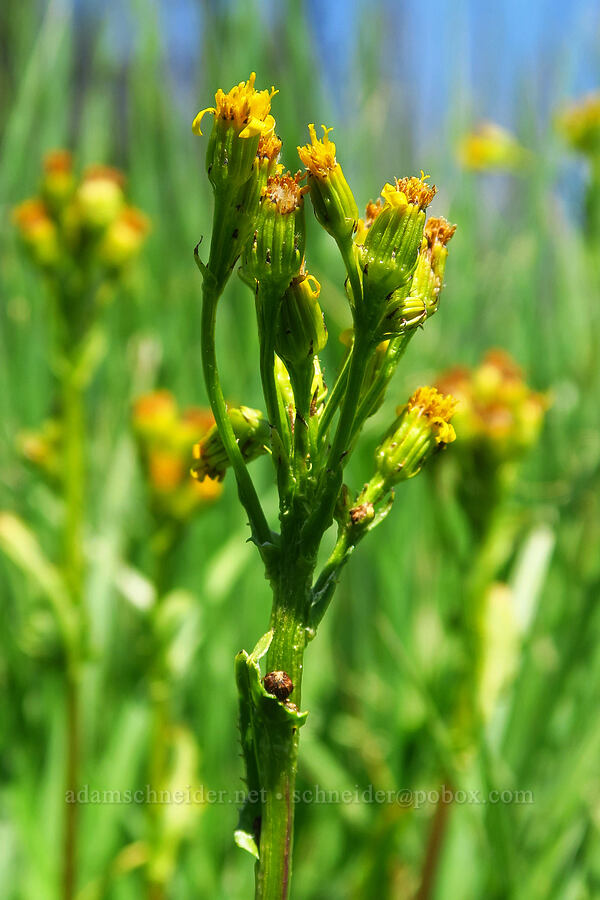 sweet marsh ragwort (tall groundsel) (Senecio hydrophiloides (Senecio foetidus)) [Haney Meadow, Okanogan-Wenatchee National Forest, Kittitas County, Washington]