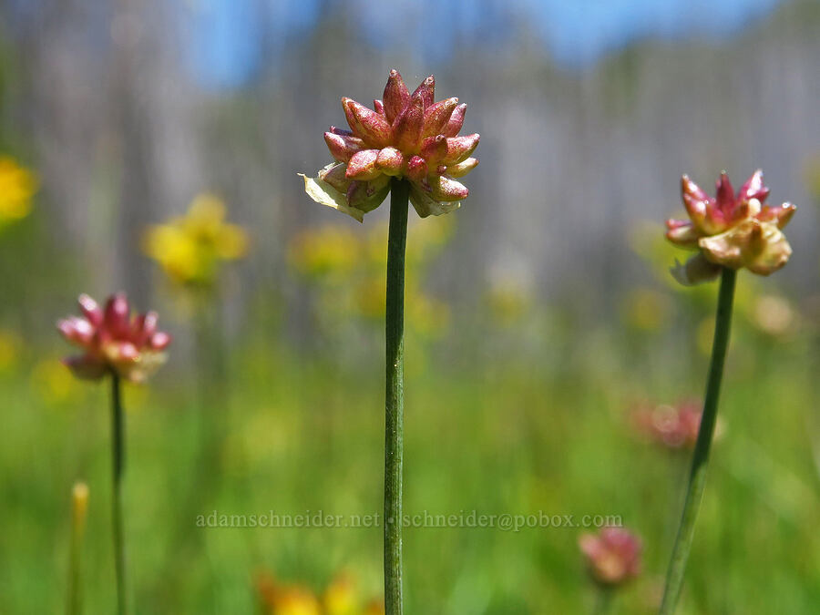 bulbil onions (Allium geyeri var. tenerum) [Haney Meadow, Okanogan-Wenatchee National Forest, Kittitas County, Washington]