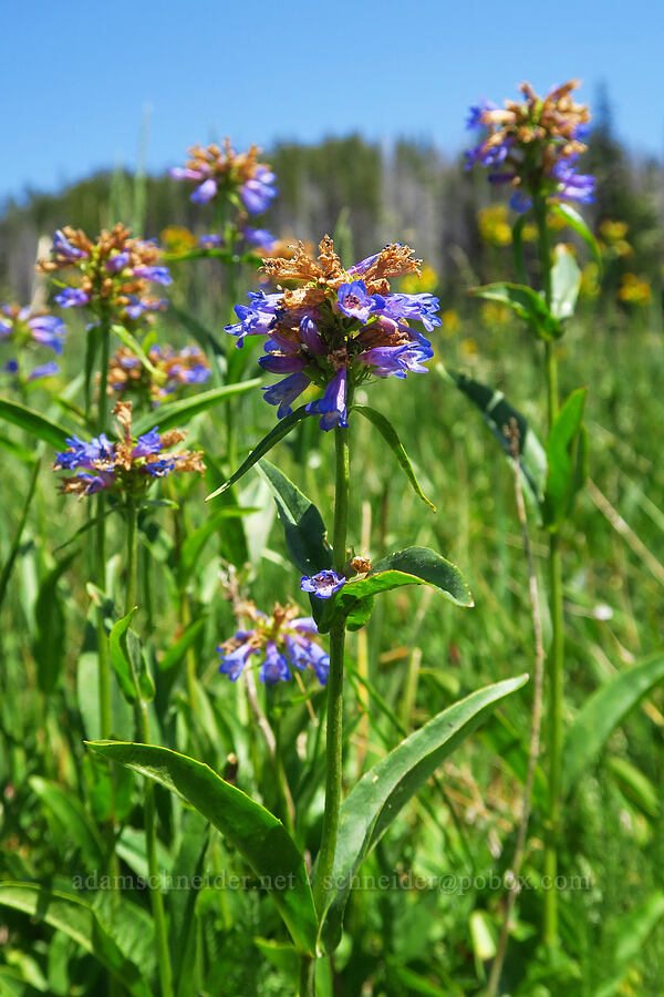 Rydberg's penstemon (Penstemon rydbergii) [Haney Meadow, Okanogan-Wenatchee National Forest, Kittitas County, Washington]