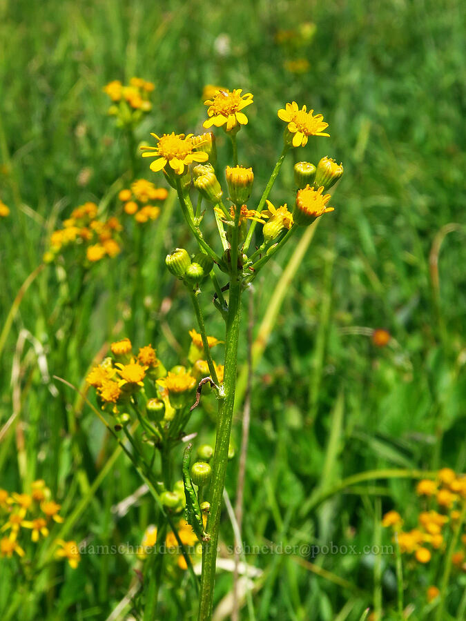 streambank groundsel/butterweed (Packera pseudaurea (Senecio pseudaureus)) [Haney Meadow, Okanogan-Wenatchee National Forest, Kittitas County, Washington]