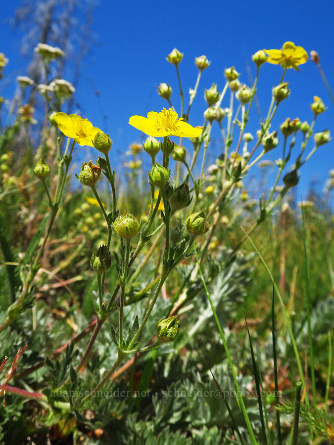 Brewer's cinquefoil (Potentilla breweri (Potentilla drummondii ssp. breweri)) [Haney Meadow, Okanogan-Wenatchee National Forest, Kittitas County, Washington]