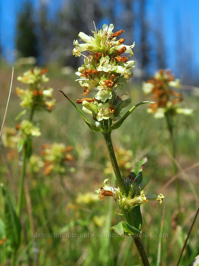 yellow penstemon (Penstemon confertus) [Haney Meadow, Okanogan-Wenatchee National Forest, Kittitas County, Washington]