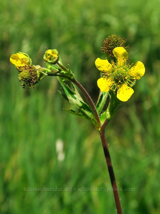 large-leaf avens (Geum macrophyllum) [Haney Meadow, Okanogan-Wenatchee National Forest, Kittitas County, Washington]