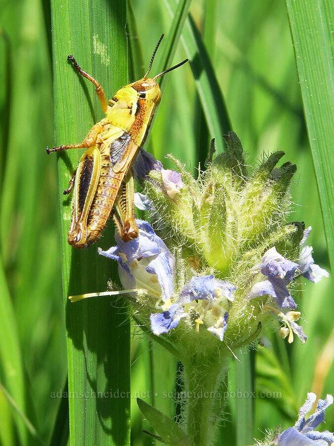 grasshopper & western Jacob's-ladder (Polemonium occidentale) [Haney Meadow, Okanogan-Wenatchee National Forest, Kittitas County, Washington]