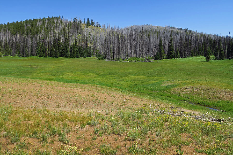 Haney Meadow [Forest Road 9712, Okanogan-Wenatchee National Forest, Kittitas County, Washington]