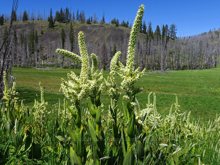 California corn lily (Veratrum californicum) [Naneum Meadow, Okanogan-Wenatchee National Forest, Kittitas County, Washington]