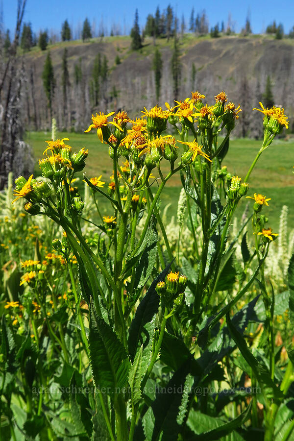 arrow-leaf groundsel (Senecio triangularis) [Naneum Meadow, Okanogan-Wenatchee National Forest, Kittitas County, Washington]