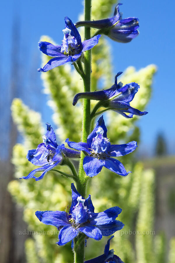 Kittitas larkspur (Delphinium multiplex) [Naneum Meadow, Okanogan-Wenatchee National Forest, Kittitas County, Washington]