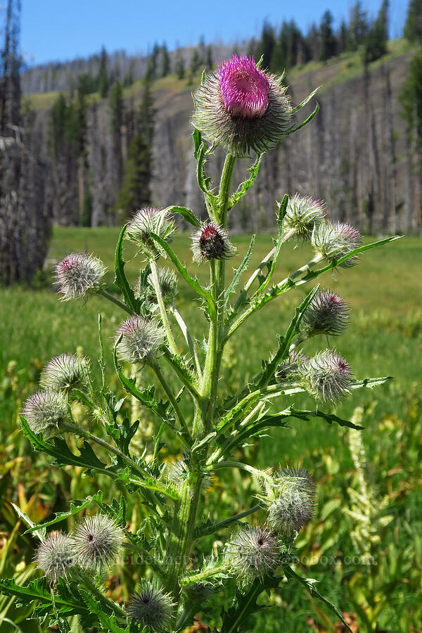 Wenatchee thistle (Cirsium edule var. wenatchense) [Naneum Meadow, Okanogan-Wenatchee National Forest, Kittitas County, Washington]