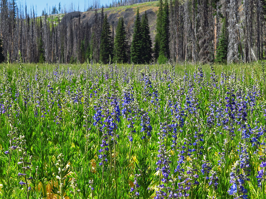 Kittitas larkspur (Delphinium multiplex) [Naneum Meadow, Okanogan-Wenatchee National Forest, Kittitas County, Washington]