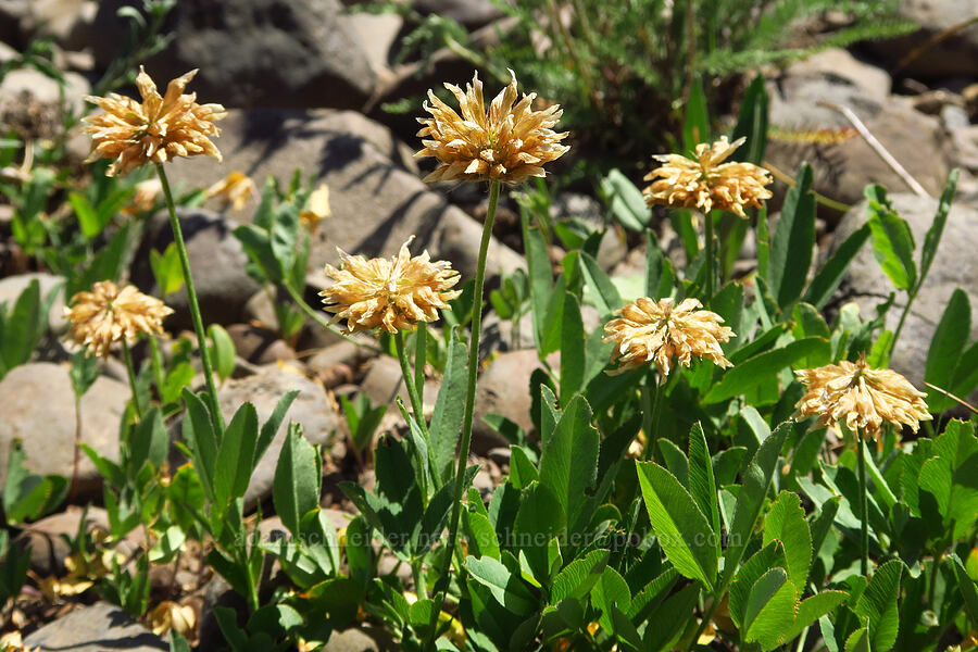 long-stalk clover, fading (Trifolium longipes) [Naneum Meadow, Okanogan-Wenatchee National Forest, Kittitas County, Washington]