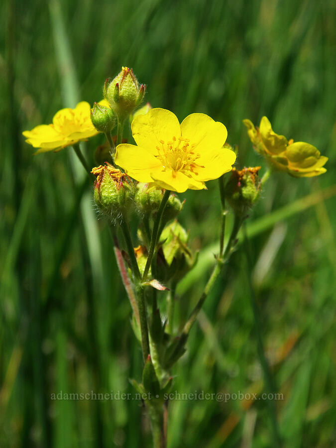 slender cinquefoil (Potentilla gracilis) [Naneum Meadow, Okanogan-Wenatchee National Forest, Kittitas County, Washington]