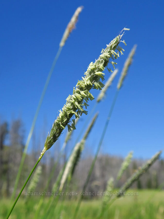 fox-tail grass? (Alopecurus sp.) [Naneum Meadow, Okanogan-Wenatchee National Forest, Kittitas County, Washington]