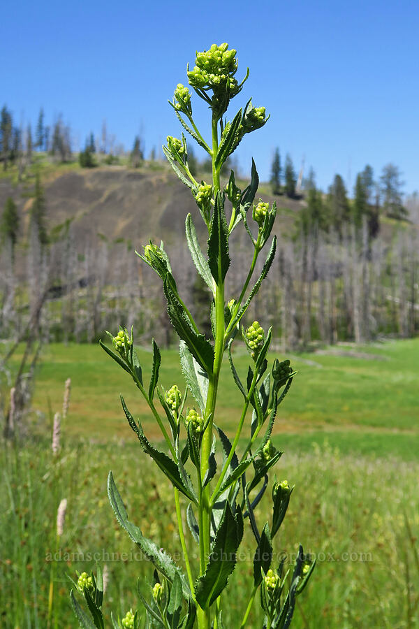 serrated ragwort (sawtooth groundsel) (Senecio serra var. serra) [Naneum Meadow, Okanogan-Wenatchee National Forest, Kittitas County, Washington]