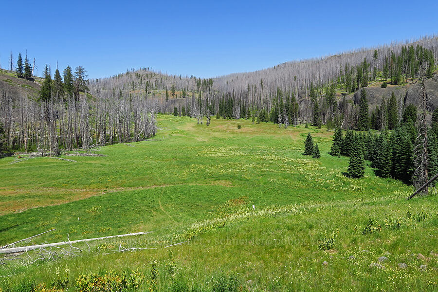 Naneum Meadow [Forest Road 3530, Okanogan-Wenatchee National Forest, Kittitas County, Washington]