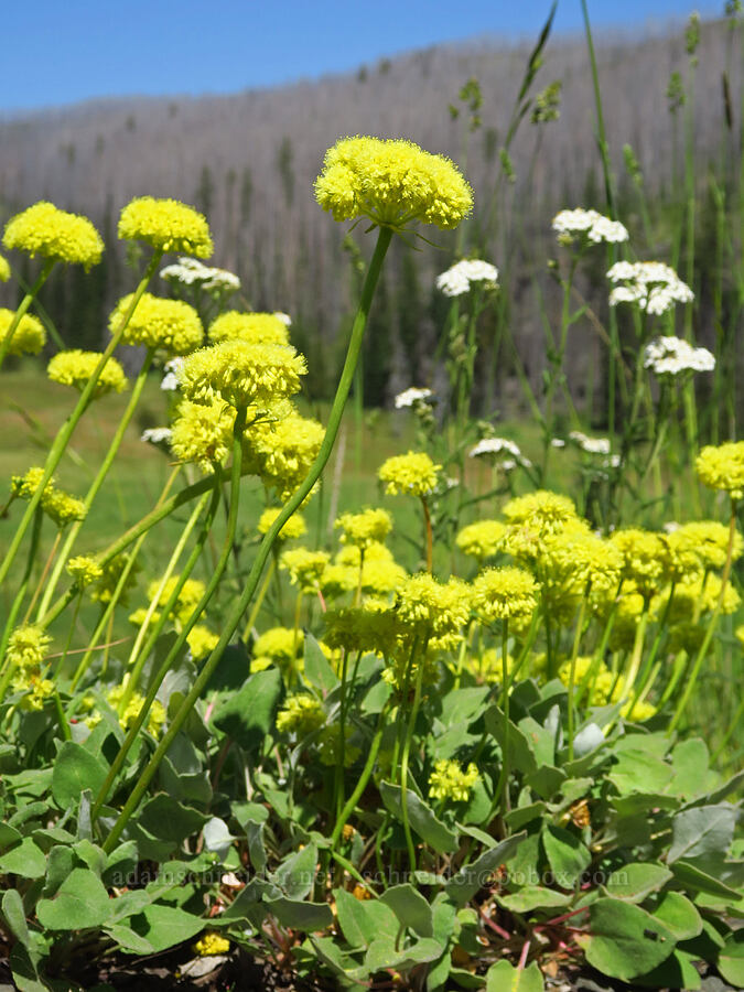 heart-leaf buckwheat (Eriogonum compositum) [Naneum Meadow, Okanogan-Wenatchee National Forest, Kittitas County, Washington]