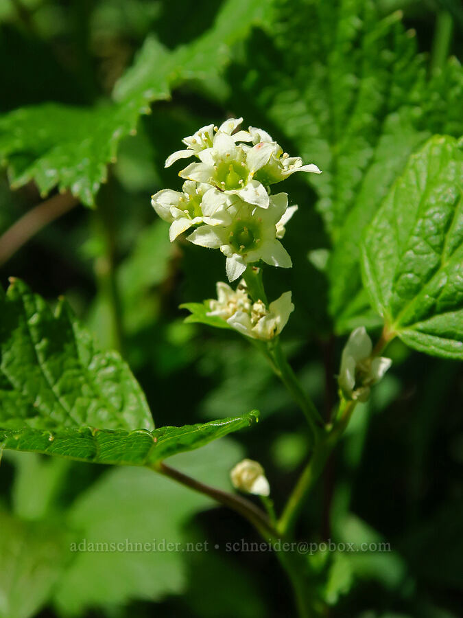 northern black currant (Ribes hudsonianum) [West Fork Naneum Creek, Okanogan-Wenatchee National Forest, Kittitas County, Washington]