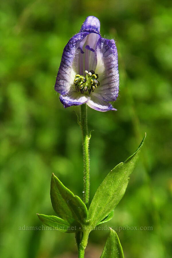 solo monkshood (Aconitum columbianum) [West Fork Naneum Creek, Okanogan-Wenatchee National Forest, Kittitas County, Washington]