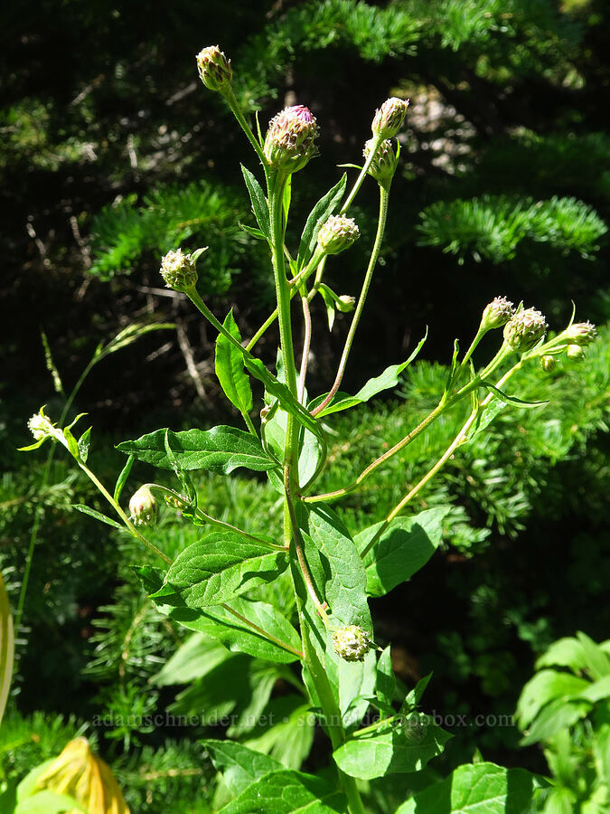 Engelmann's aster, budding (Doellingeria engelmannii (Eucephalus engelmannii) (Aster engelmannii)) [West Fork Naneum Creek, Okanogan-Wenatchee National Forest, Kittitas County, Washington]