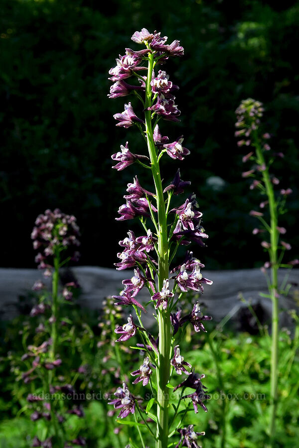 Sierra larkspur (Delphinium glaucum) [West Fork Naneum Creek, Okanogan-Wenatchee National Forest, Kittitas County, Washington]