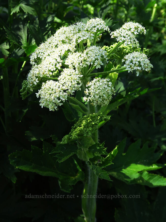 cow parsnip (Heracleum maximum) [West Fork Naneum Creek, Okanogan-Wenatchee National Forest, Kittitas County, Washington]