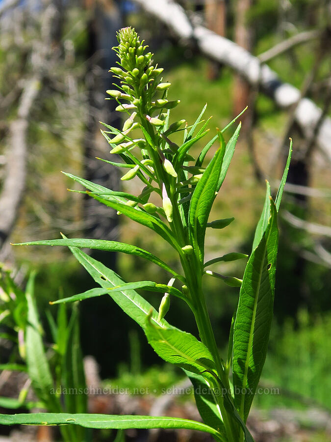 fireweed, budding (Chamerion angustifolium (Chamaenerion angustifolium) (Epilobium angustifolium)) [Forest Road 3530, Okanogan-Wenatchee National Forest, Kittitas County, Washington]