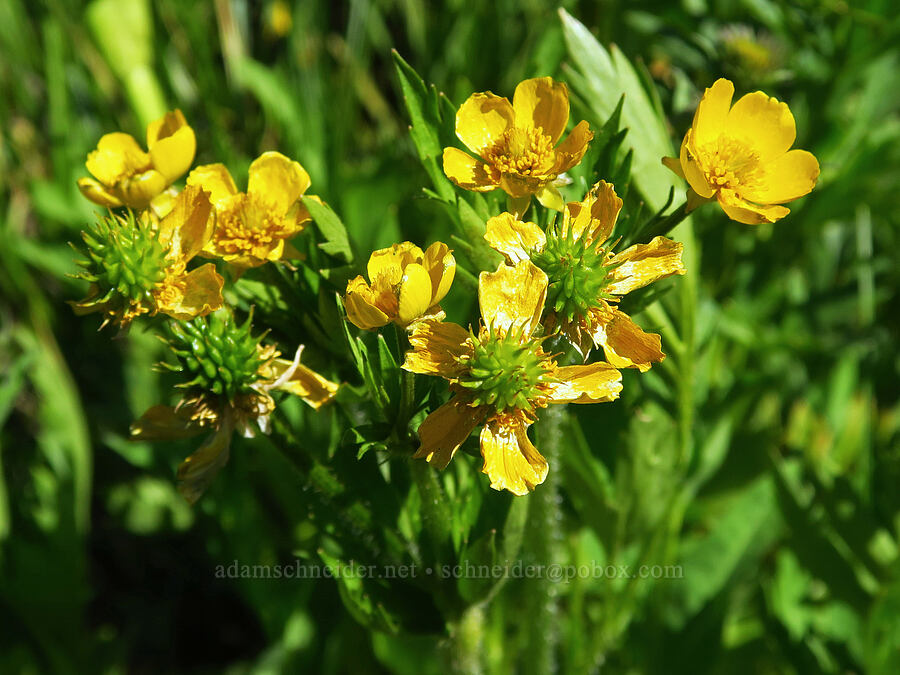 swamp buttercup (Ranunculus orthorhynchus var. platyphyllus) [Forest Road 3530, Okanogan-Wenatchee National Forest, Kittitas County, Washington]