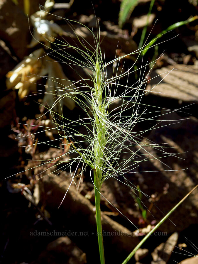 squirrel-tail grass (Elymus elymoides) [Forest Road 3530, Okanogan-Wenatchee National Forest, Kittitas County, Washington]